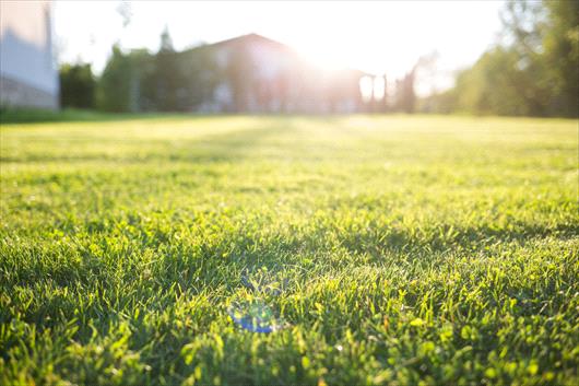 The Environmental Benefits of Lawns